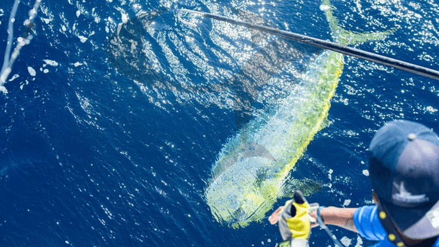 Anglers leaning over boat handling large billfish in open ocean water.