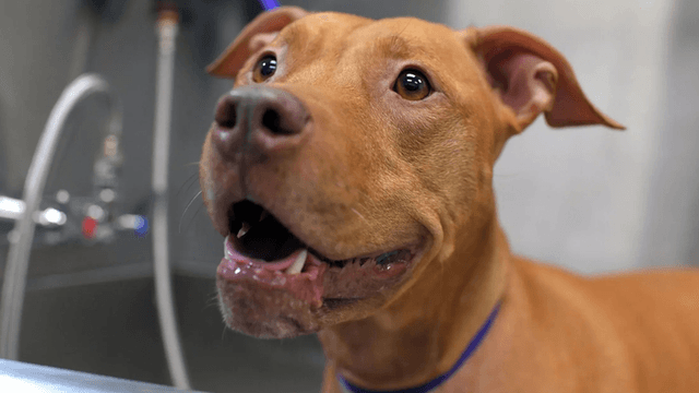 Brown dog standing in a grooming tub during a professional hygiene appointment.