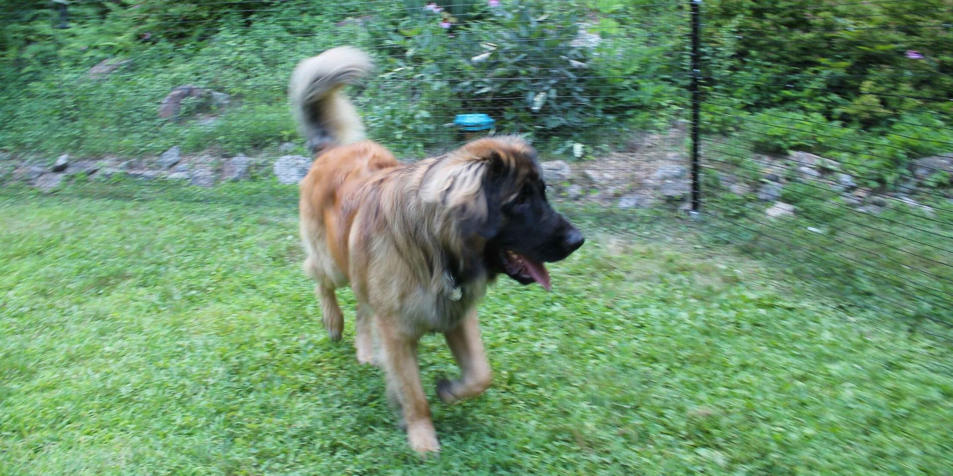 Pet Playgrounds Non Electric Dog Fence