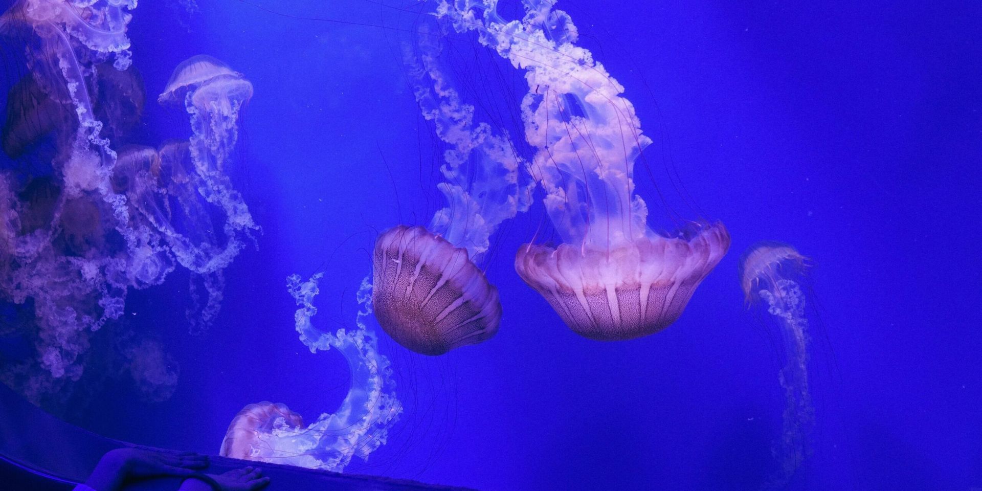 John Dabiri Explores Jellyfish-Inspired Solutions to Real-World Problems