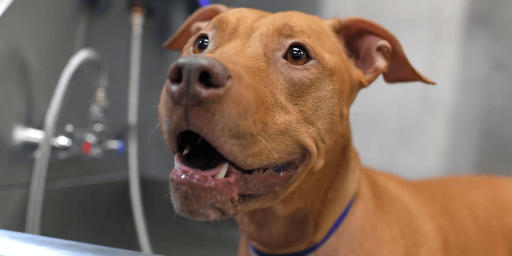 Brown dog standing in a grooming tub during a professional hygiene appointment.