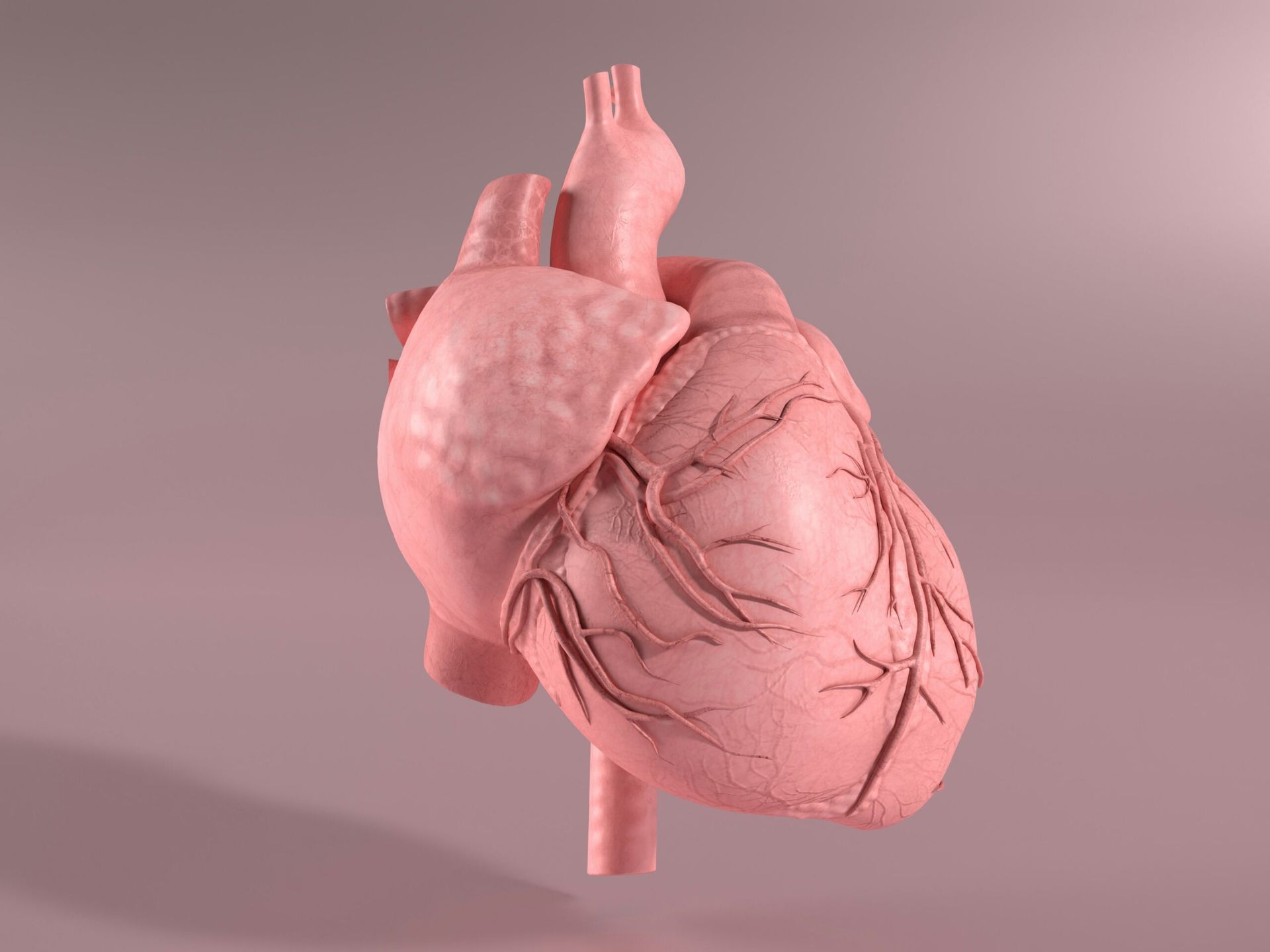 Scientists Successfully Grow Functional Human Heart Tissue Using 3D Bioprinting