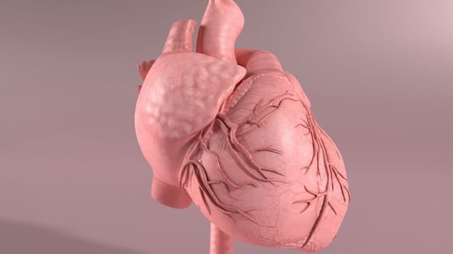 Scientists Successfully Grow Functional Human Heart Tissue Using 3D Bioprinting