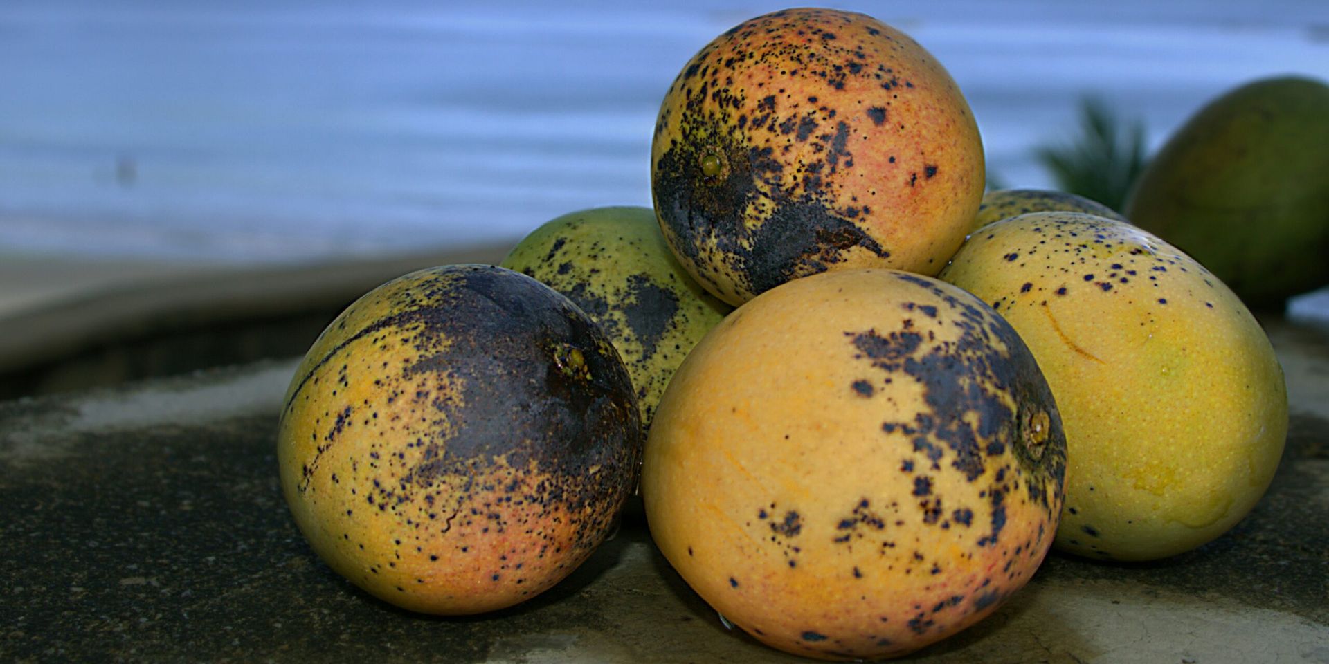 A Mango a Day: New Study Finds Benefits for Insulin Sensitivity