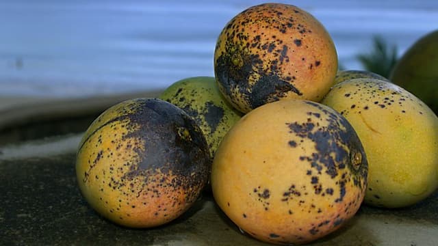 A Mango a Day: New Study Finds Benefits for Insulin Sensitivity