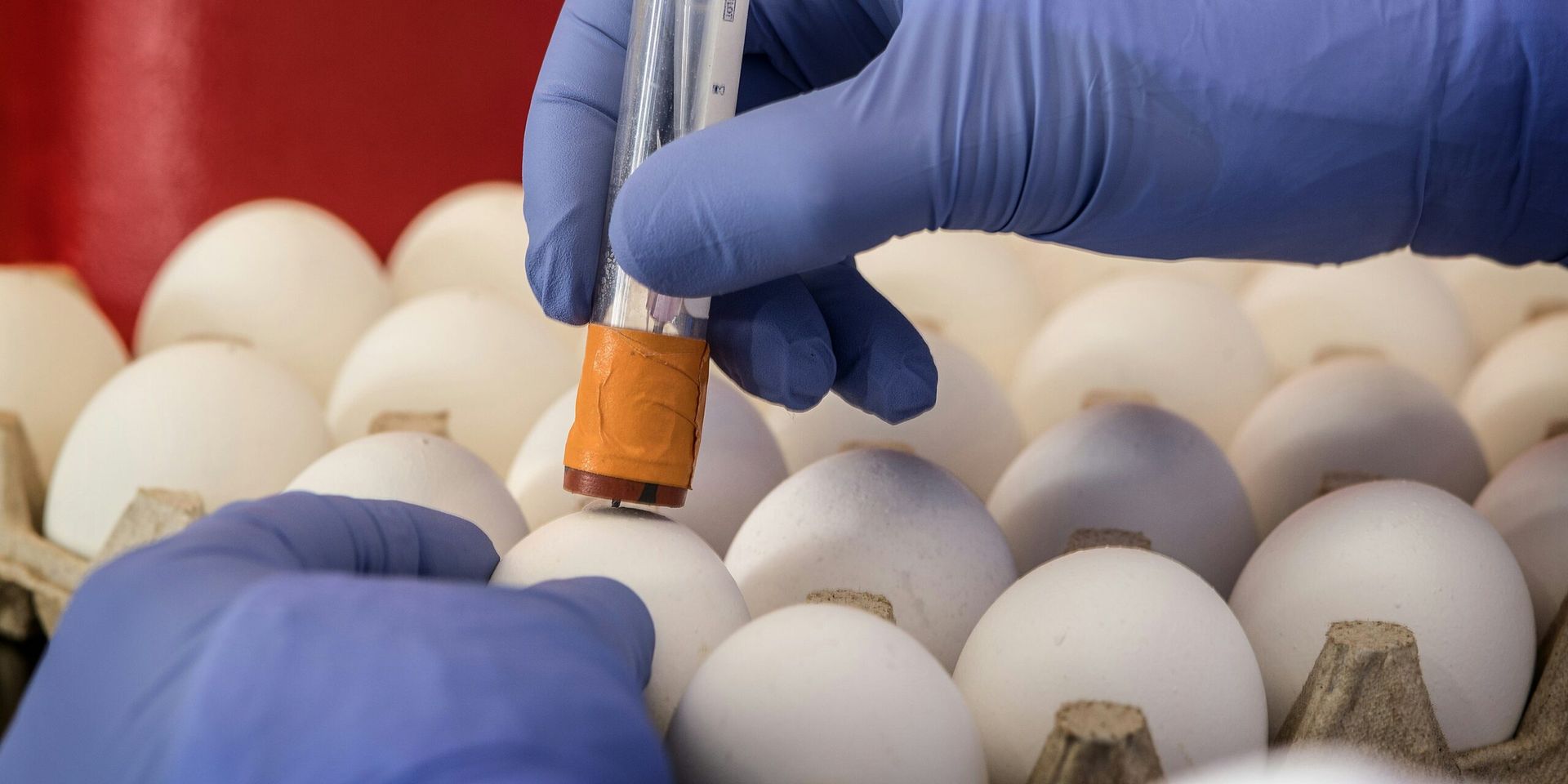 Researchers Move Closer to Lab-Grown Eggs from Skin Cells in Fertility Breakthrough