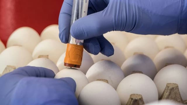 Researchers Move Closer to Lab-Grown Eggs from Skin Cells in Fertility Breakthrough