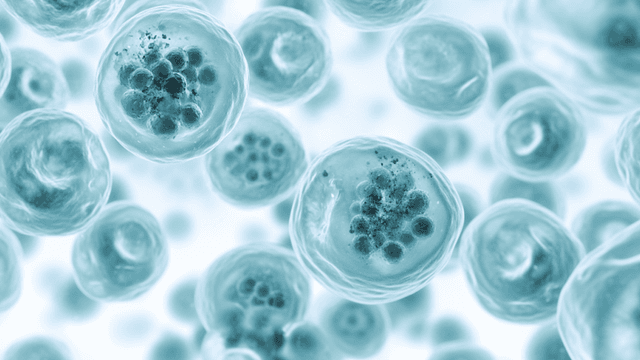 Senescent zombie cells surrounded by healthy cells in human tissue