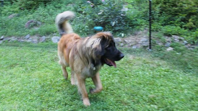 Pet Playgrounds Non Electric Dog Fence