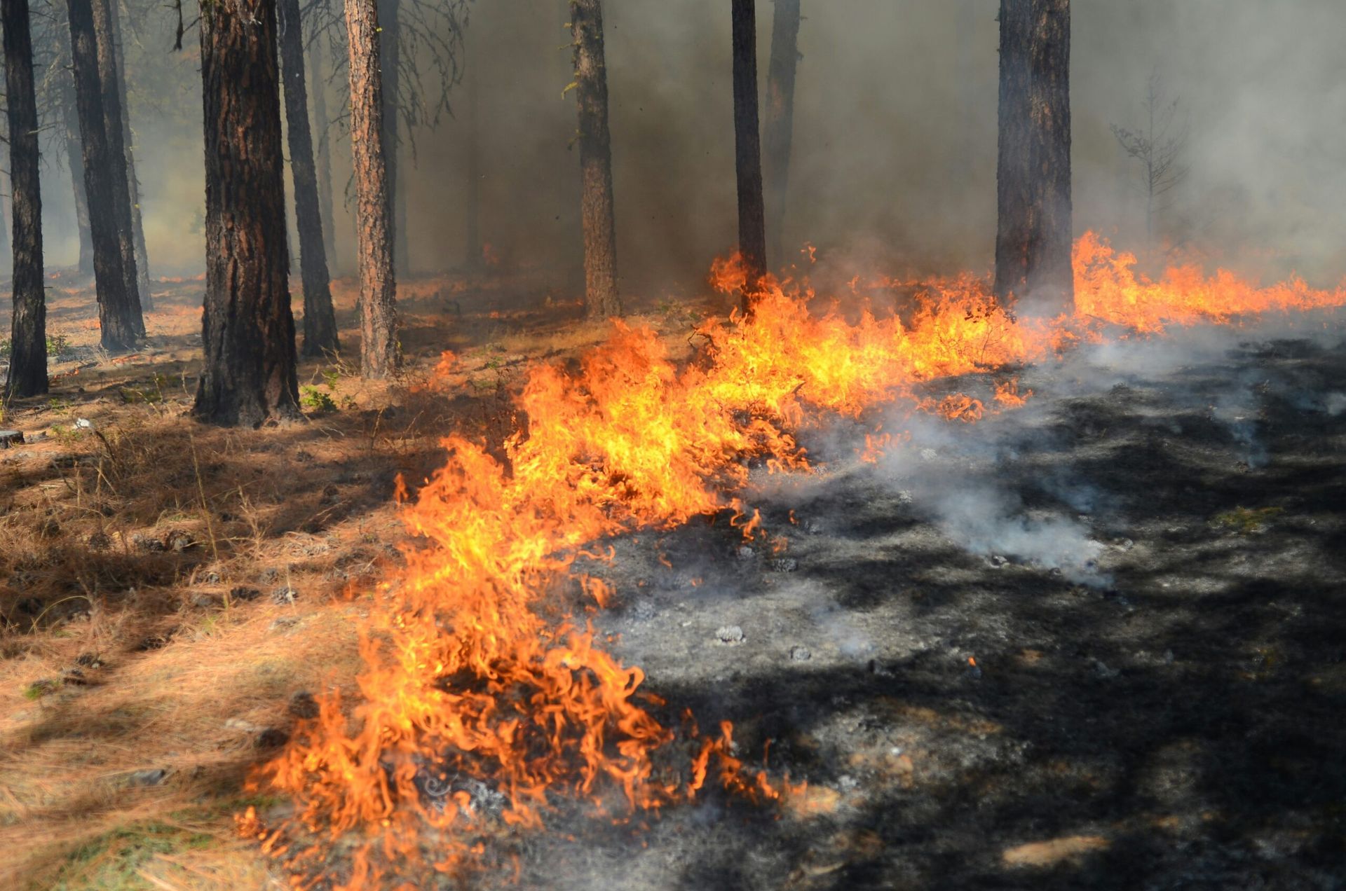 Eaton Fire Reaches 65% Containment Amid Ongoing Southern California Wildfire Crisis