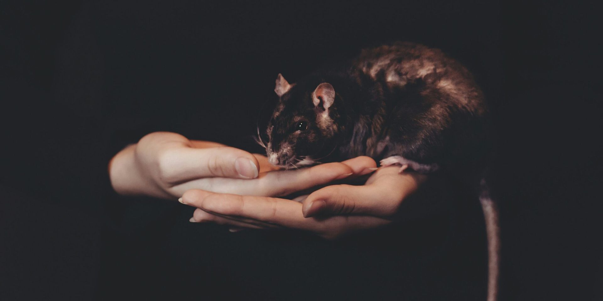 Psychedelic Compound Shows Anti‑Aging Promise in Mice