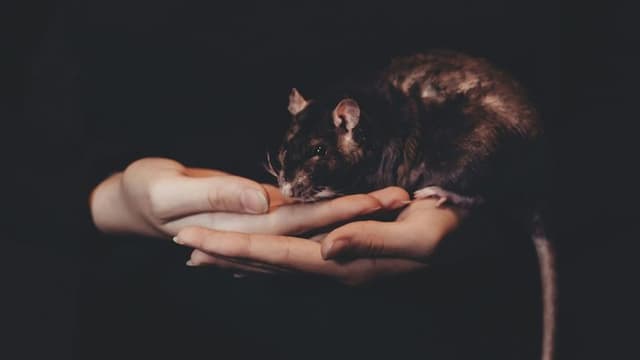 Psychedelic Compound Shows Anti‑Aging Promise in Mice