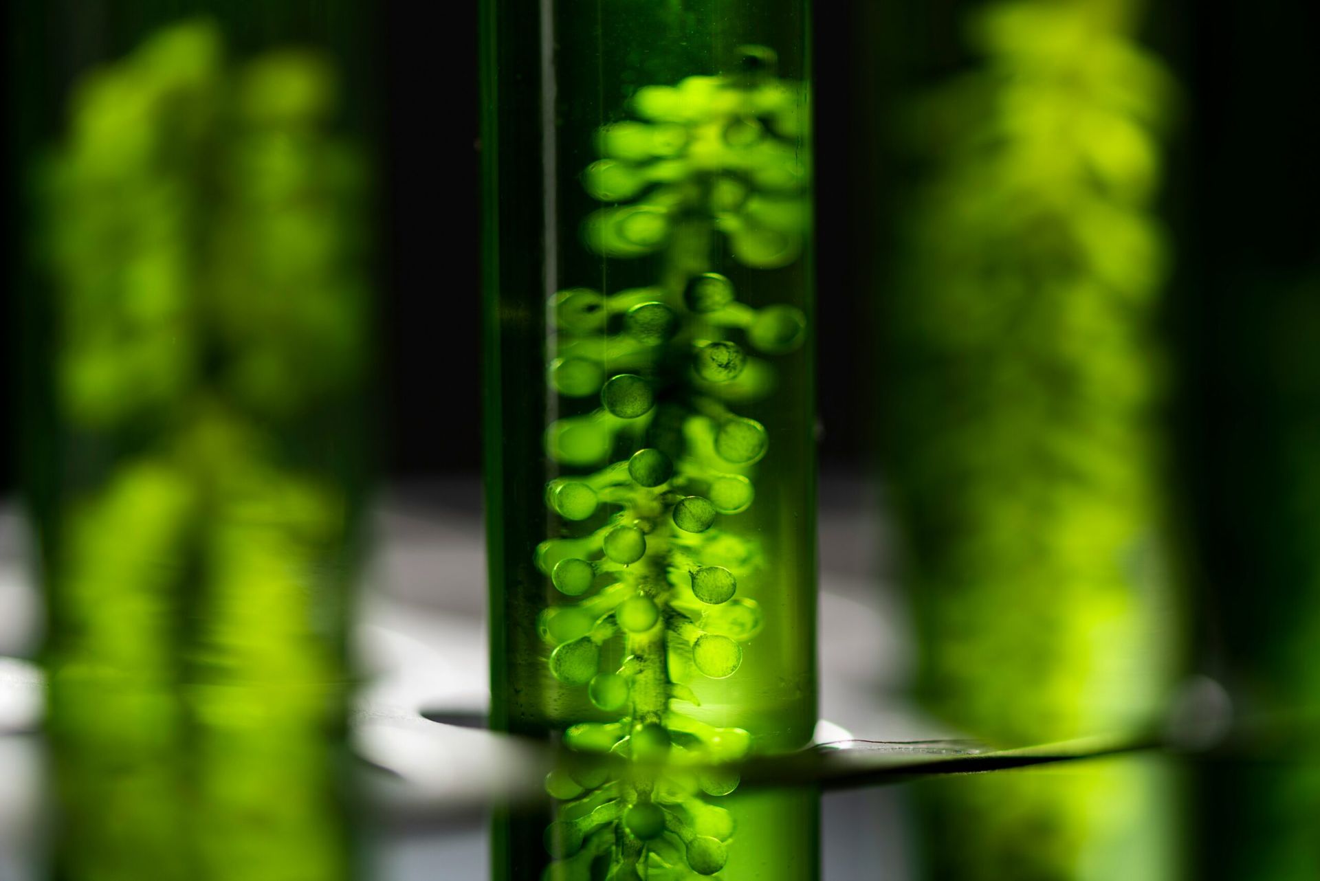 Scientists Successfully Create Artificial Photosynthesis System to Combat Climate Change