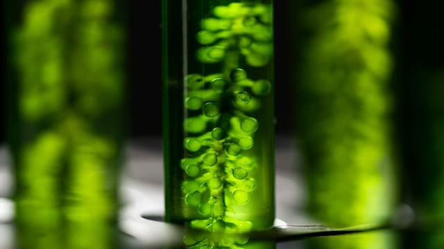Scientists Successfully Create Artificial Photosynthesis System to Combat Climate Change