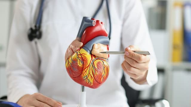 Researchers Identify Protein That May Halt Progression of Heart Disease