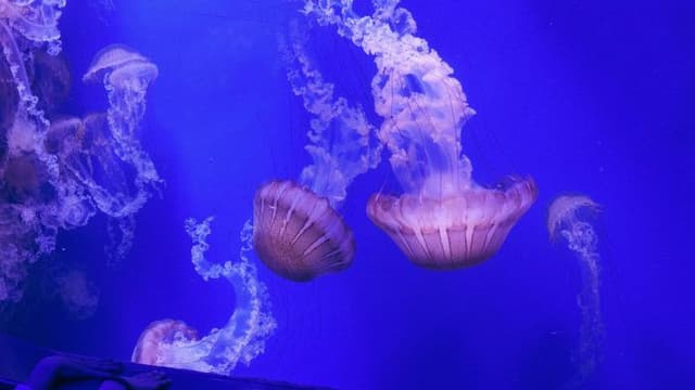 John Dabiri Explores Jellyfish-Inspired Solutions to Real-World Problems