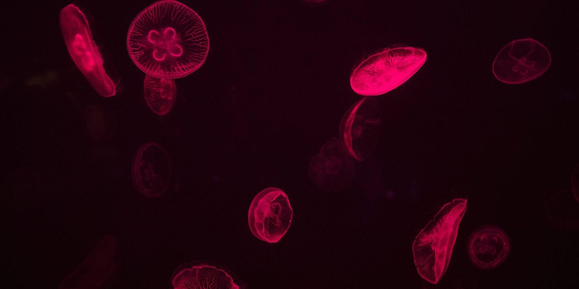 Discovery of a New Organelles in Human Cells