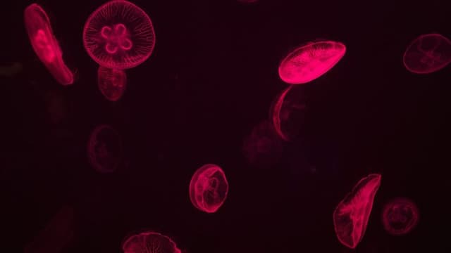 Discovery of a New Organelles in Human Cells
