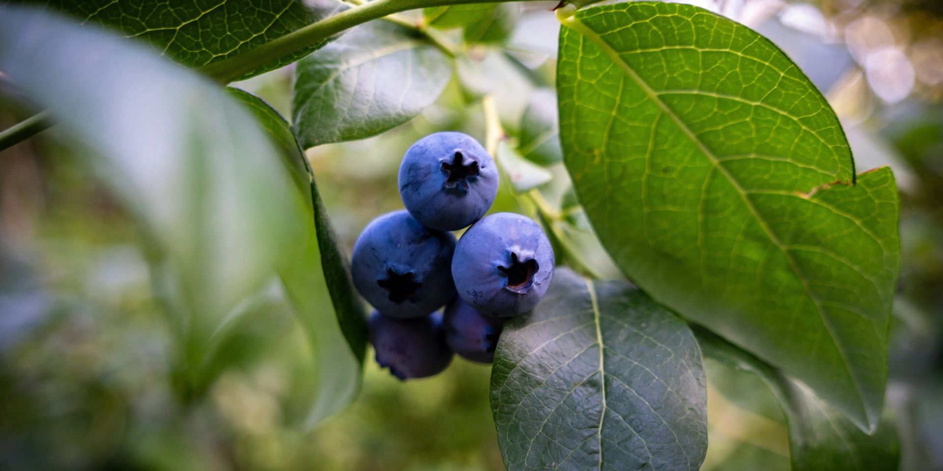Wild Blueberries: A Powerful Ally for Heart and Metabolic Health