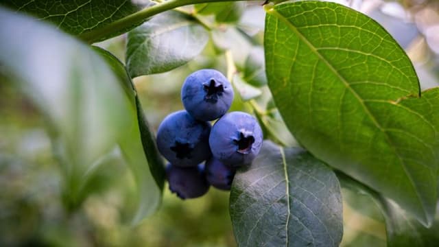 Wild Blueberries: A Powerful Ally for Heart and Metabolic Health