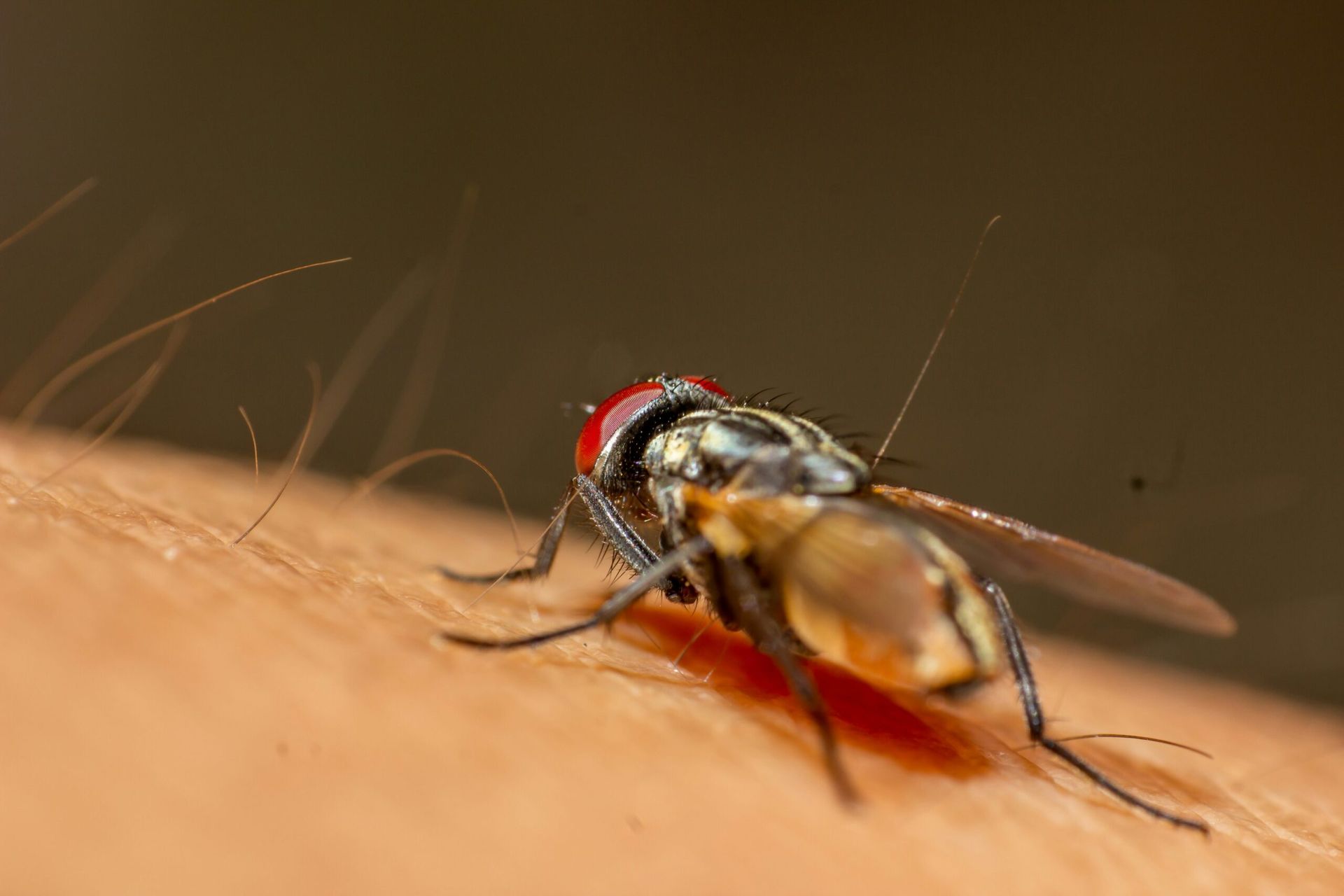 CDC Issues Health Alert Following First Locally Acquired Malaria Cases in U.S. in 20 Years