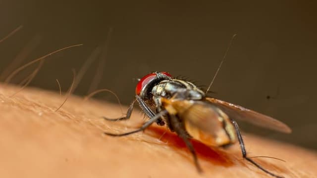 CDC Issues Health Alert Following First Locally Acquired Malaria Cases in U.S. in 20 Years