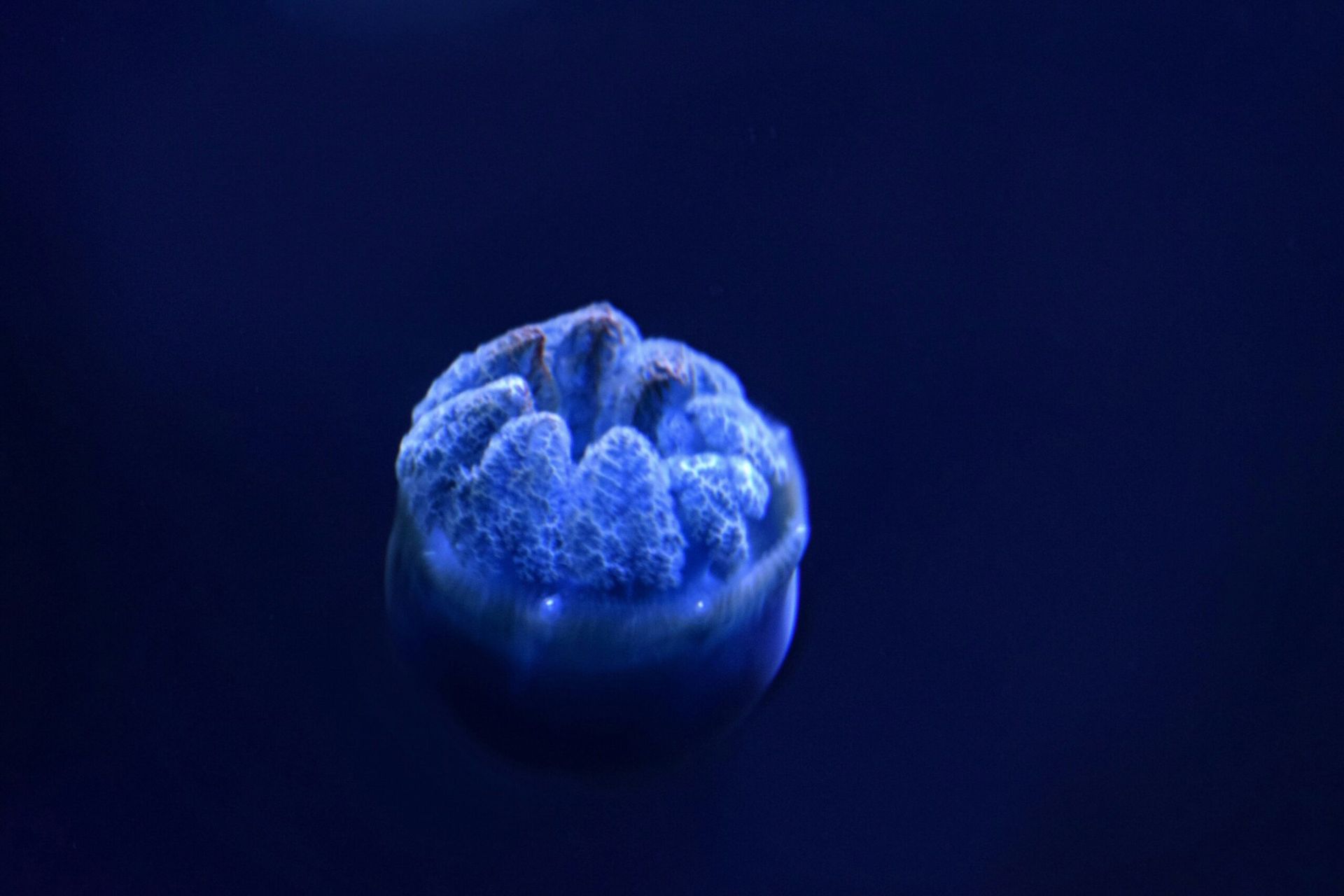 Scientists Achieve First-Ever Complete Genome Sequencing of a Human Embryo