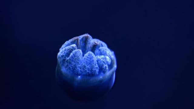 Scientists Achieve First-Ever Complete Genome Sequencing of a Human Embryo