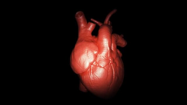 Scientists Film the Heart Forming in 3D Earlier Than Ever Before
