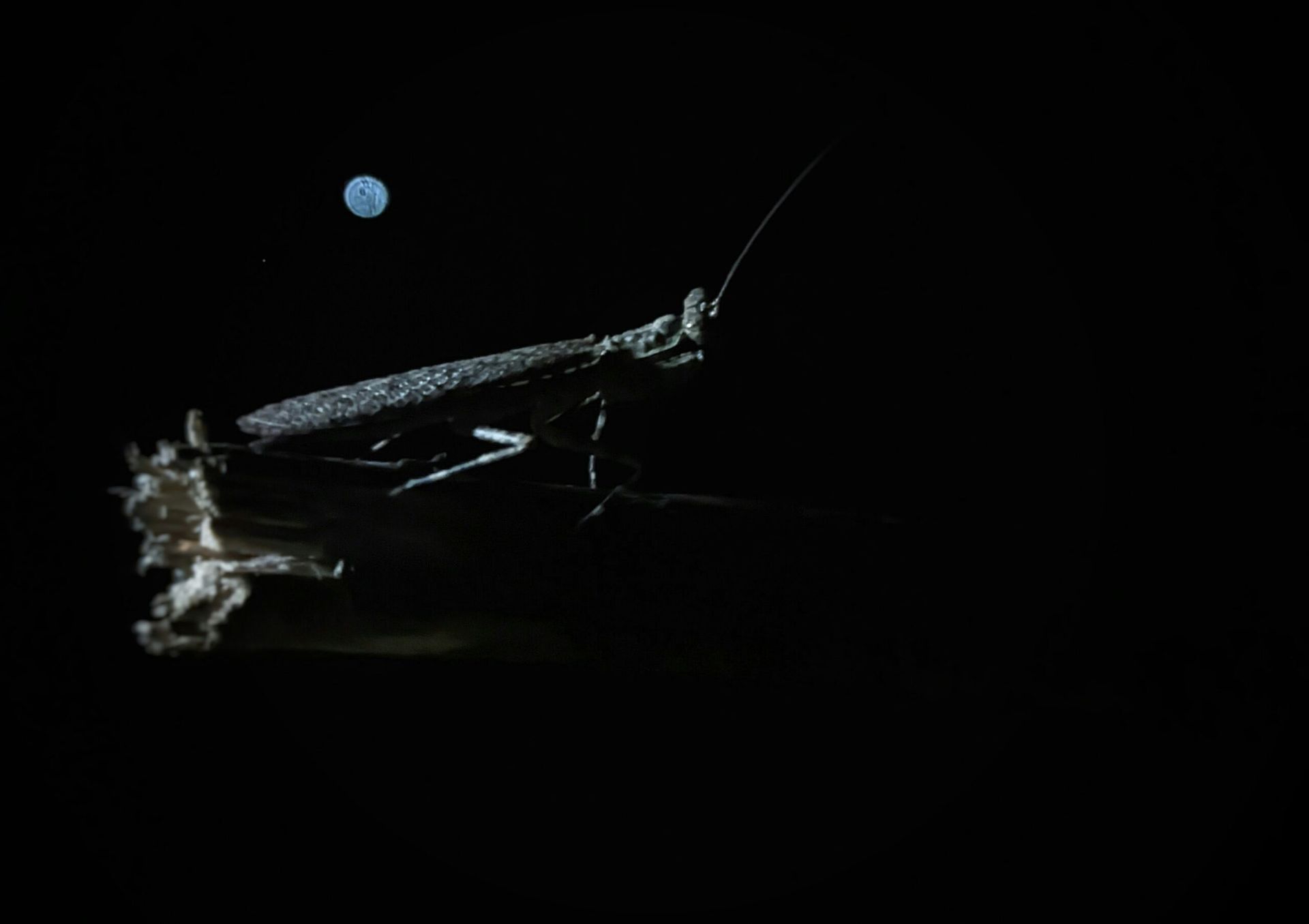 NASA’s Artemis I Successfully Completes Test Flight, Paving the Way for Lunar Exploration