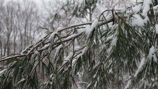 Brutal Winter Storm Triggers State of Emergency Across Kentucky