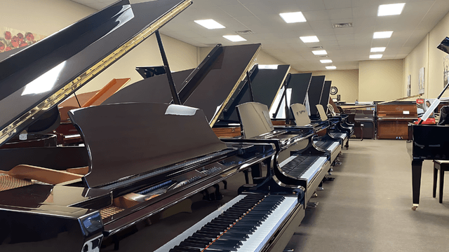Interior of a piano showroom with several grand pianos on display, all with open lids and showing their keys, with a few other pianos in the background.