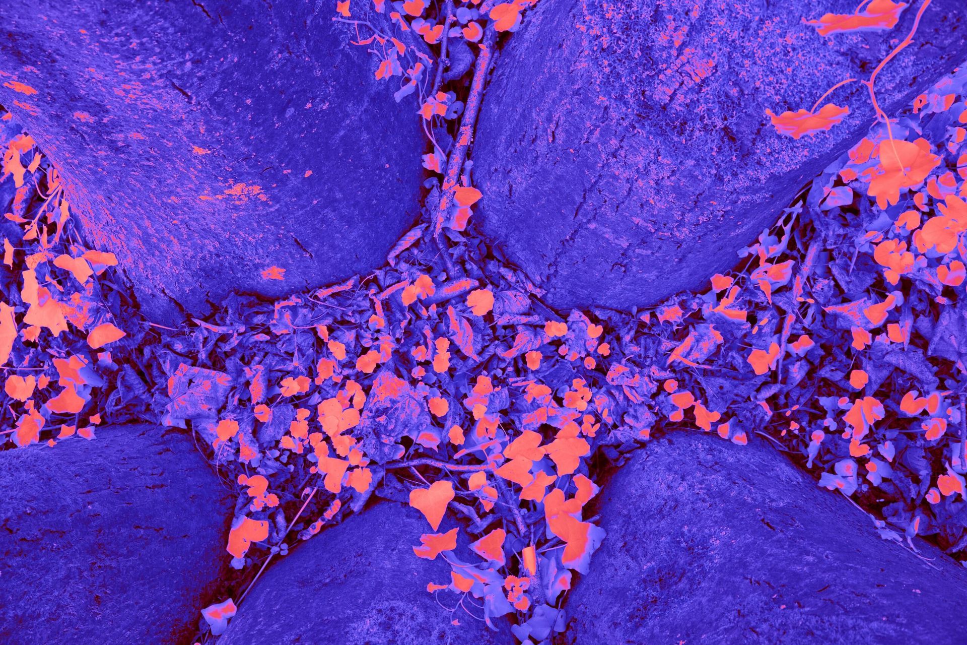 Breakthrough in Alzheimer’s Treatment: Novel Antibody Therapy Receives FDA Approval