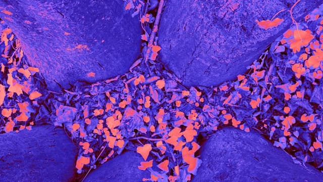 Breakthrough in Alzheimer’s Treatment: Novel Antibody Therapy Receives FDA Approval