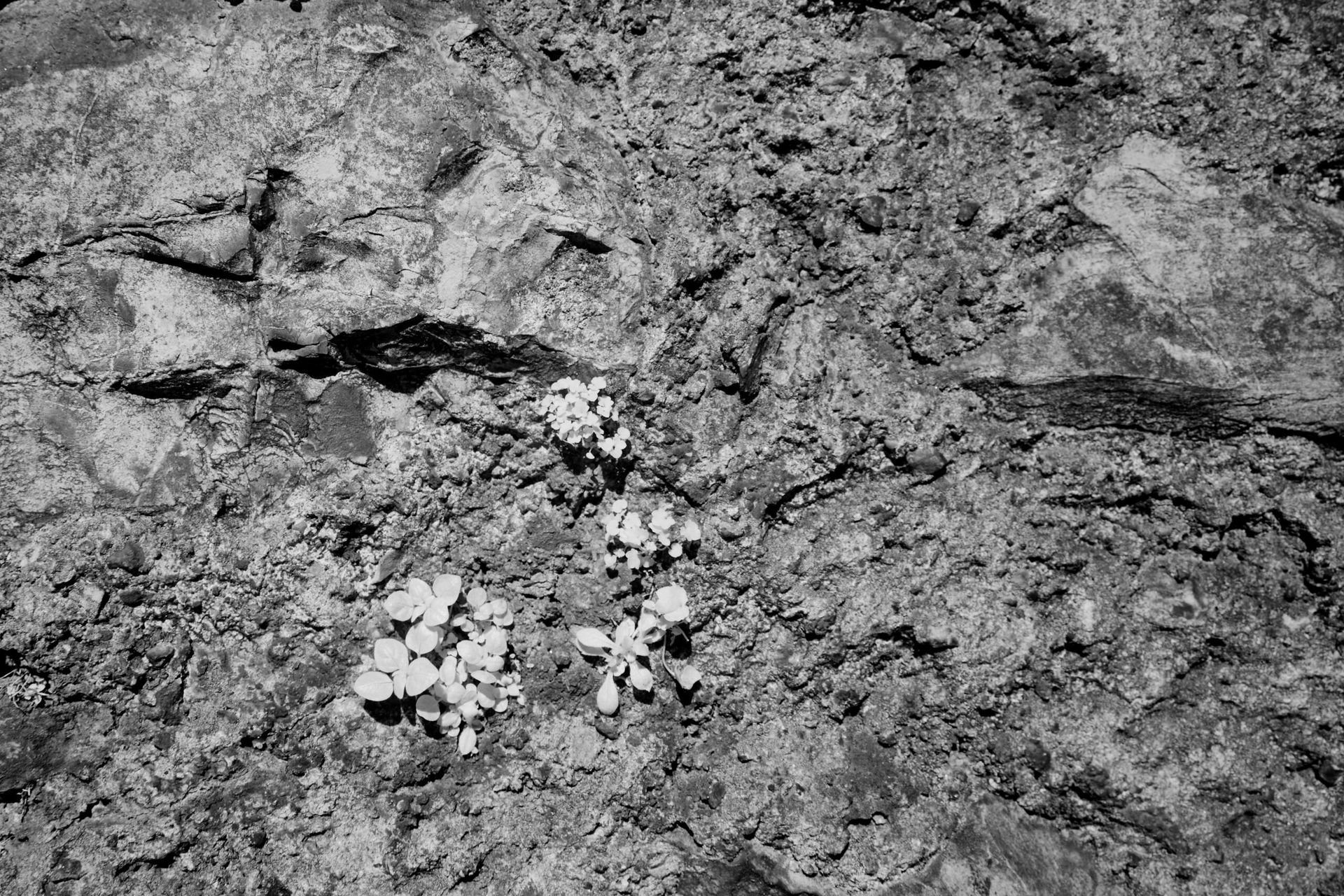 NASA’s Mars Sample Return Mission Captures Historic Rock Samples from Jezero Crater