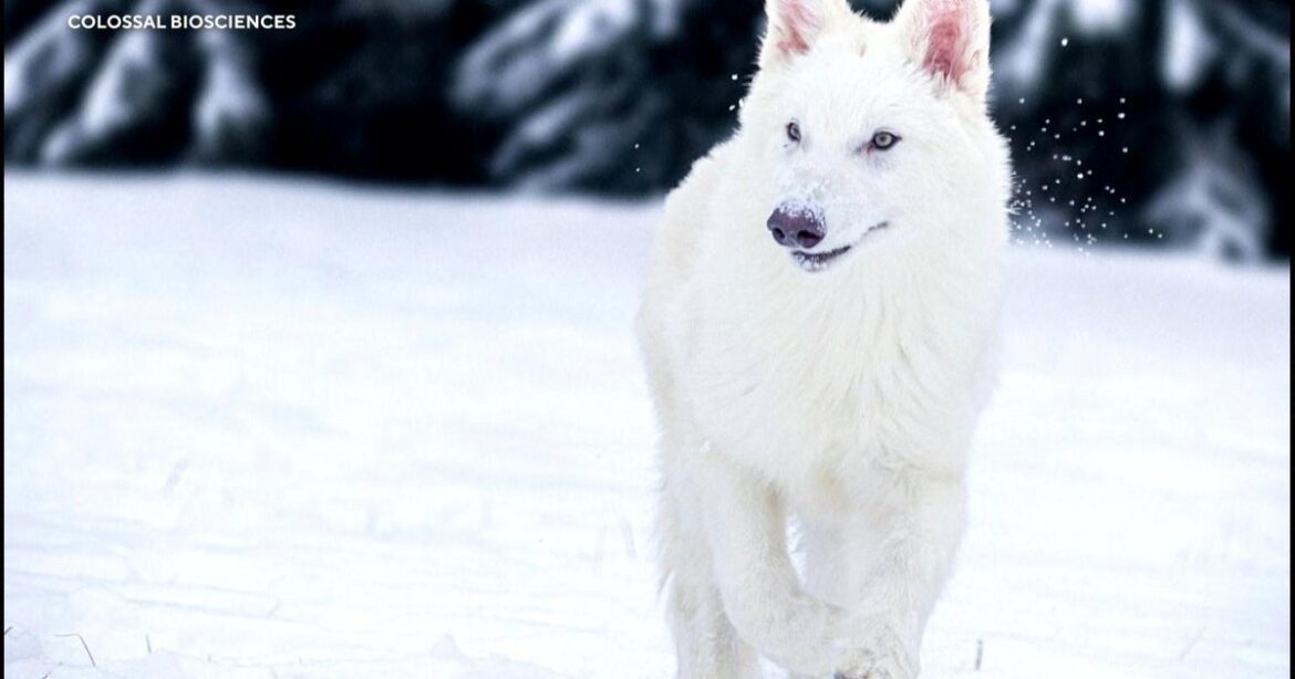Reviving the dire wolf: a scientific breakthrough in extinction reversal