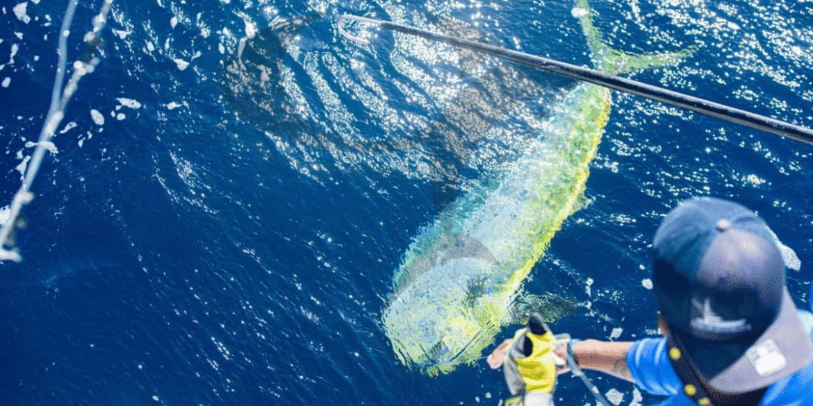 Anglers leaning over boat handling large billfish in open ocean water.