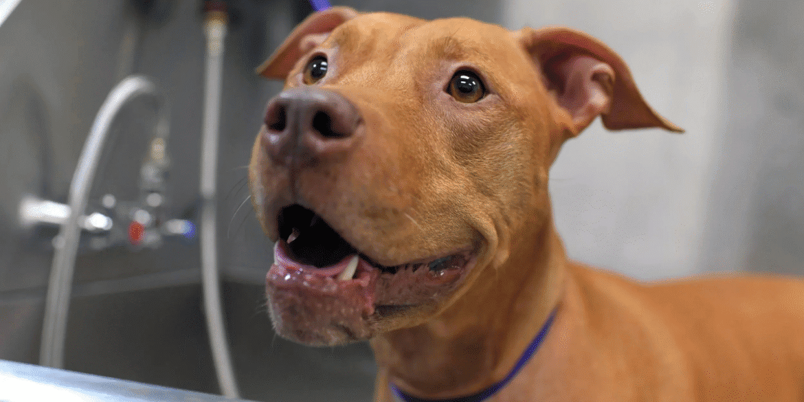 Brown dog standing in a grooming tub during a professional hygiene appointment.
